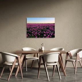 Obraz na szkle - Łąka fioletowych tulipanów (70x50 cm)