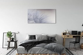 Duży obraz na płótnie Dmuchawce w Porannej Rosie