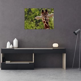 Obraz żyrafy od tyłu (70x50 cm)