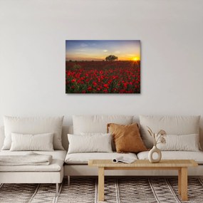 Obraz łąki z makami (70x50 cm)