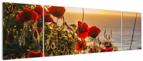 Obraz zachodu słońca z makami (170x50 cm)