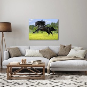 Obraz - Koń z płynącą grzywą (70x50 cm)