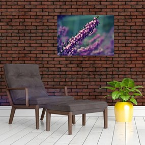Obraz na szkle - lawenda (70x50 cm)