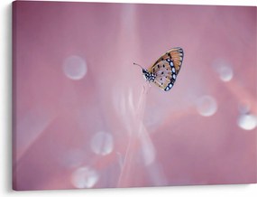 Obraz - Motylek (70x50 cm)