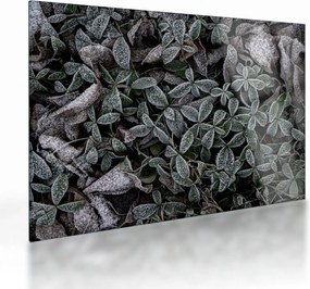Obraz na szkle - Zamrożone rośliny (70x50 cm)