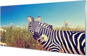 Panel szklany do Kuchni Zebra wśród Polnych Kwiatów