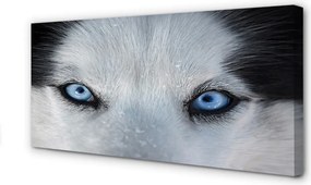 Obraz drukowany na płótnie Przenikliwe Oczy Wilka
