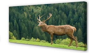 Fotoobraz na płótnie Jeleń na Otwartym Polu