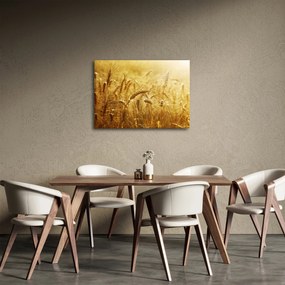 Obraz - Kłosy zboża (70x50 cm)