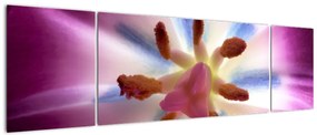 Obraz - Kwiat tulipana w szczegółach (170x50 cm)