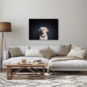 Obraz labradora (70x50 cm)
