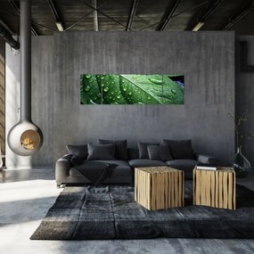Obraz - Szczegół liścia po deszczu (170x50 cm)