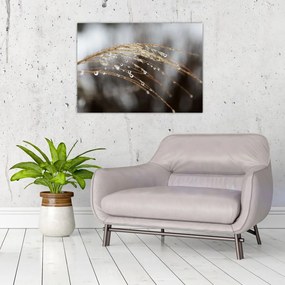 Obraz na szkle kropli na roślinie (70x50 cm)
