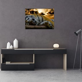 Obraz na szkle - śpiący tygrys (70x50 cm)