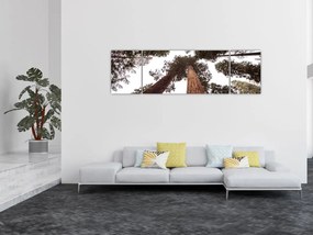 Obraz - Widok przez korony drzew (170x50 cm)