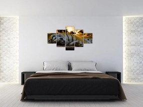 Obraz śpiącego tygrysa (125x70 cm)