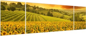 Obraz - Pole słoneczników (170x50 cm)