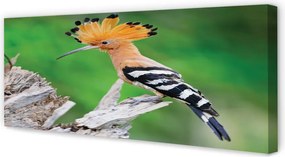 Duży obraz na płótnie Papuga na Drzewie