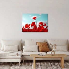 Obraz pola z jasnoczerwonymi kwiatami (70x50 cm)