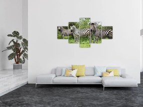 Obraz z zebrami (125x70 cm)