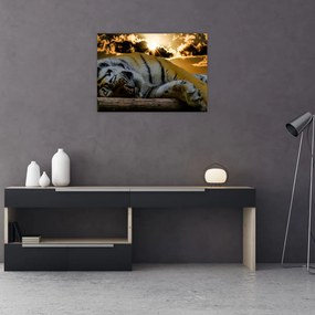 Obraz śpiącego tygrysa (70x50 cm)