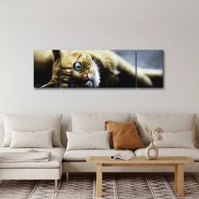 Obraz kota (170x50 cm)