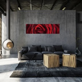 Obraz - Czerwona róża z kroplami rosy (170x50 cm)