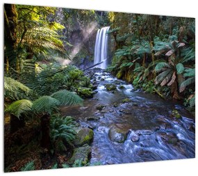Obraz na szkle australijskiego lasu deszczowego (70x50 cm)