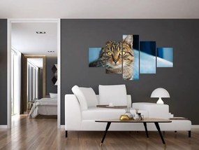 Obraz - Kot domowy (125x70 cm)