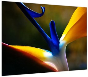 Obraz - Egzotyczny kwiat (70x50 cm)