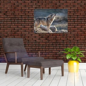 Obraz na szkle - Wyjący Wilk (70x50 cm)