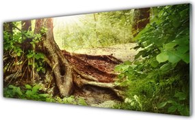 Panel Szklany Tekstura Pnia Drzewa w Lesie
