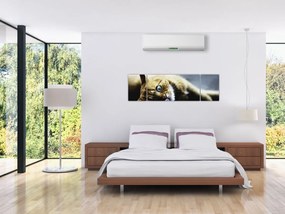 Obraz kota (170x50 cm)