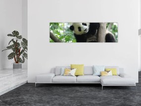 Obraz - Panda na drzewie (170x50 cm)