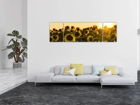 Obraz pola słoneczników (170x50 cm)