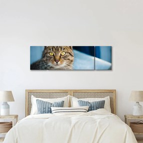 Obraz - Kot domowy (170x50 cm)