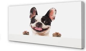 Obraz drukowany na płótnie Portret Psa