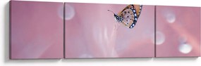 Obraz - Motyl (170x50 cm)