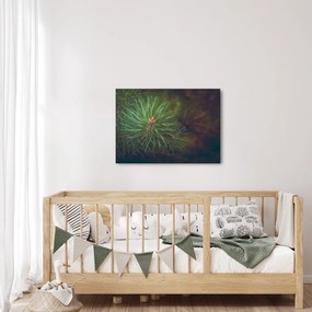 Obraz - Detal sosny (70x50 cm)