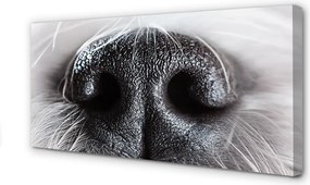 Obraz canvas na ścianę Nos Psa w Zbliżeniu