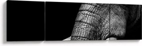 Obraz - Kły słonia (170x50 cm)
