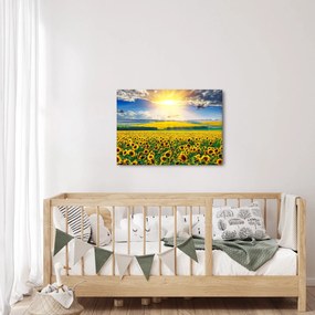 Obraz - Pole słoneczników (70x50 cm)