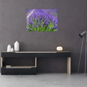 Obraz na szkle - lawenda (70x50 cm)