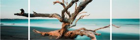 Obraz -  Wyłowiono na plaży (170x50 cm)
