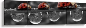 Obraz - Słonecznik, czarno-biały (170x50 cm)