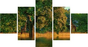 Obraz żyraf w naturze (125x70 cm)