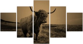 Obraz - Szkocka krowa na wolności (125x70 cm)
