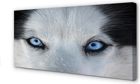 Obraz drukowany na płótnie Przenikliwe Oczy Wilka