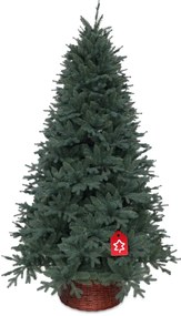 Świerk srebrny 210 cm