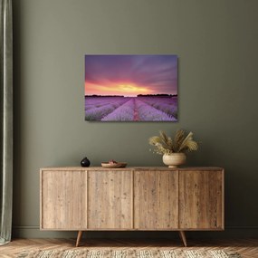 Obraz na szkle - Pole lawendy (70x50 cm)